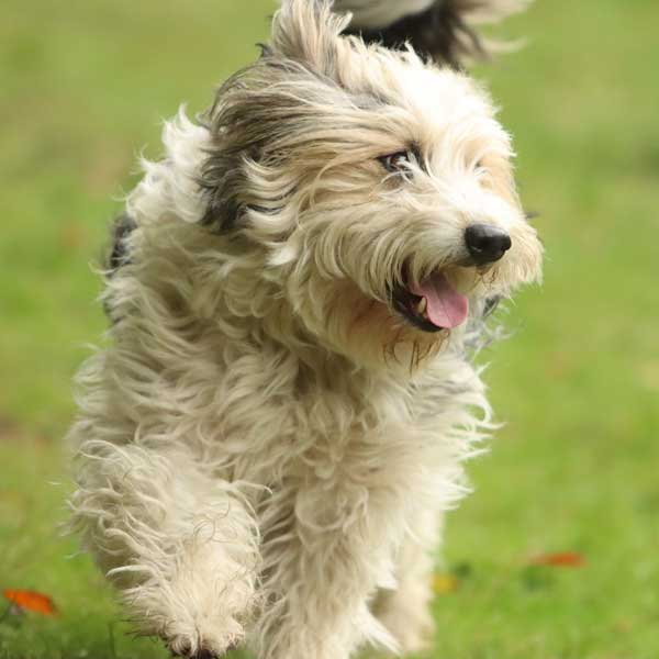 Soins préventifs du jeune chien