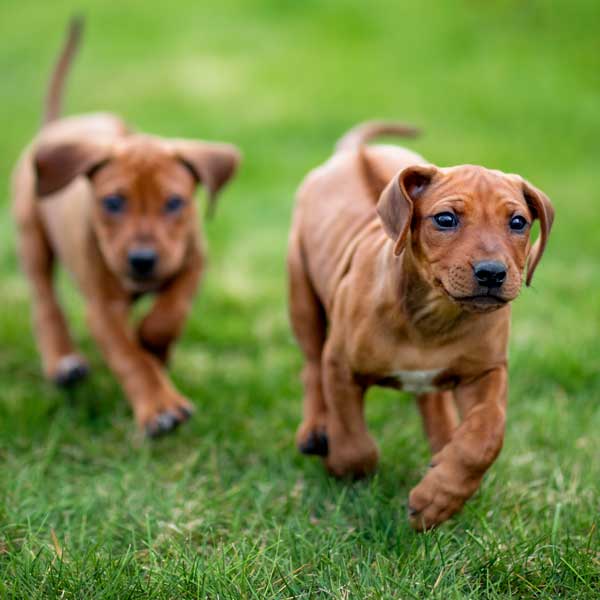 Soins préventifs du jeune chien