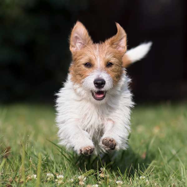 Soins préventifs du jeune chien