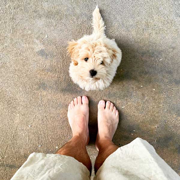 Soins préventifs du jeune chien