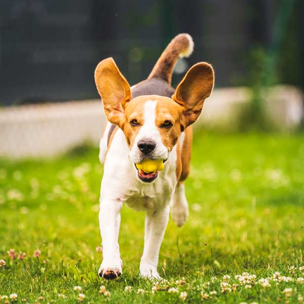 Soins préventifs du jeune chien