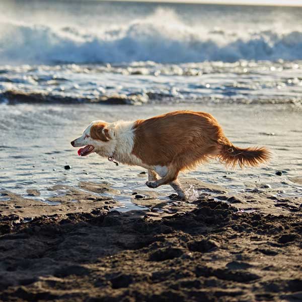 Soins préventifs du chien adulte