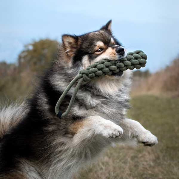 Soins préventifs du chien adulte