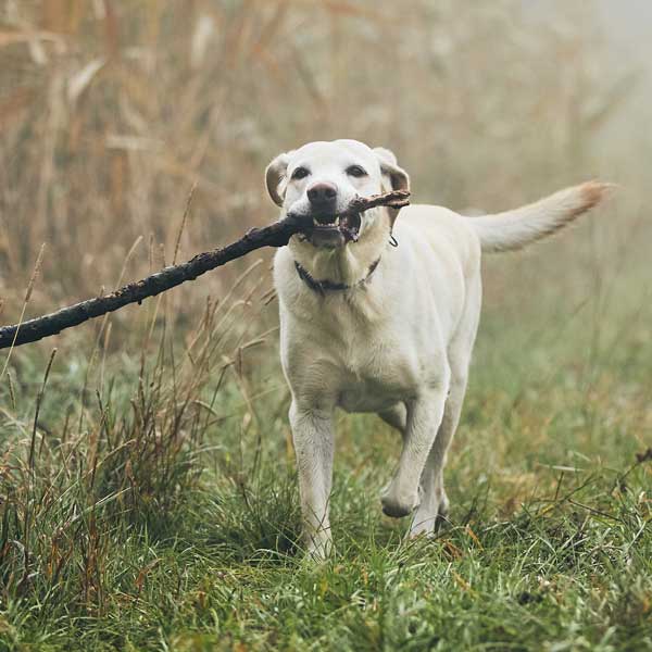 Soins préventifs du chien adulte