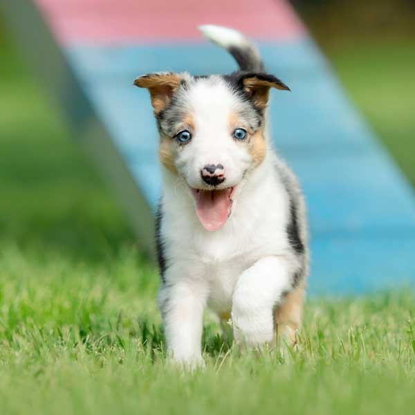 Visite de bonne santé et vaccination du chiot