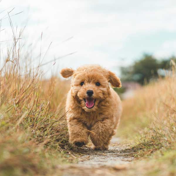 Visite de bonne santé et vaccination du chiot